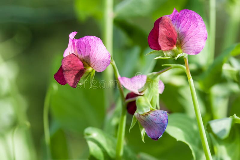 Foto che fiorisce pisello dolce immagini stock Foto che fiorisce pisello dolce immagini stock