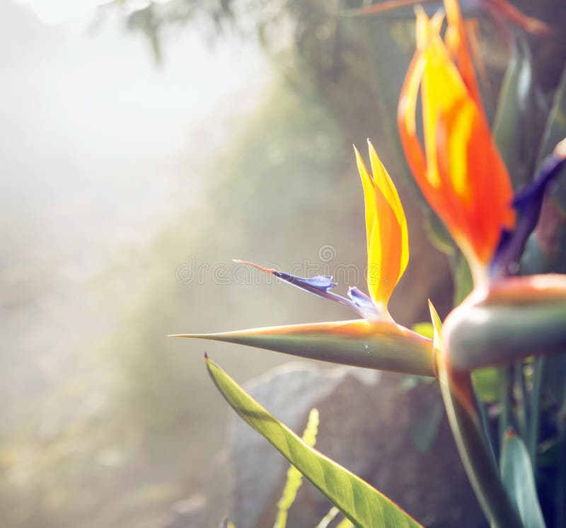 Foto che presenta flora variopinta del giardino tropicale