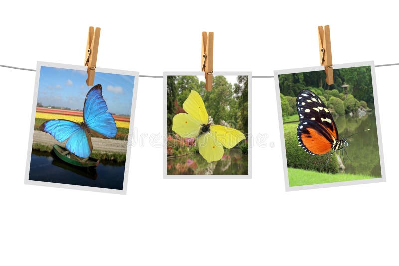 Photos with butterfly on a background of the white color. Photos with butterfly on a background of the white color