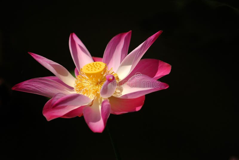 Foto conservada em estoque de colorido waterlily foto de stock royalty free Foto conservada em estoque de colorido waterlily foto de stock royalty free