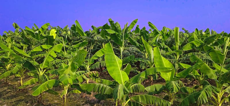 Banana plants may grow with varying degrees of success in diverse climatic conditions, but commercial banana plantations are primarily found in equatorial regions, in banana exporting countries. The four leading banana export countries worldwide are Ecuador, Costa Rica, Philippines, and Colombia. Now, the Indians are growing broad planting economically near the bank of Ganga river.
Banana plantations, as well as growing the fruit, may also package, process, and ship their product directly from the plantation to worldwide markets.
Production-related activities on a plantation may include cultivating and harvesting the fruit, transporting the picked bunches to a packing shed, hanging to ripen in large bunches, dividing large bunches into smaller market-friendly bunches, sorting, labeling, washing, drying, packing, boxing, storing, refrigeration, shipping, and marketing. Depending on the scope of the operation, other activities may include drying, food preparation, tourism, and market research. Banana plants may grow with varying degrees of success in diverse climatic conditions, but commercial banana plantations are primarily found in equatorial regions, in banana exporting countries. The four leading banana export countries worldwide are Ecuador, Costa Rica, Philippines, and Colombia. Now, the Indians are growing broad planting economically near the bank of Ganga river.
Banana plantations, as well as growing the fruit, may also package, process, and ship their product directly from the plantation to worldwide markets.
Production-related activities on a plantation may include cultivating and harvesting the fruit, transporting the picked bunches to a packing shed, hanging to ripen in large bunches, dividing large bunches into smaller market-friendly bunches, sorting, labeling, washing, drying, packing, boxing, storing, refrigeration, shipping, and marketing. Depending on the scope of the operation, other activities may include drying, food preparation, tourism, and market research.