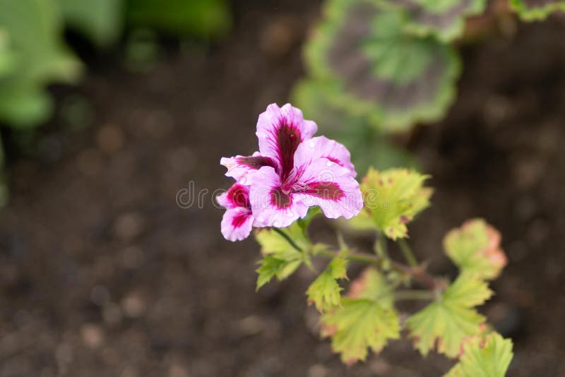 Foto da flor cor-de-rosa no fundo natural imagens de stock Foto da flor cor-de-rosa no fundo natural imagens de stock