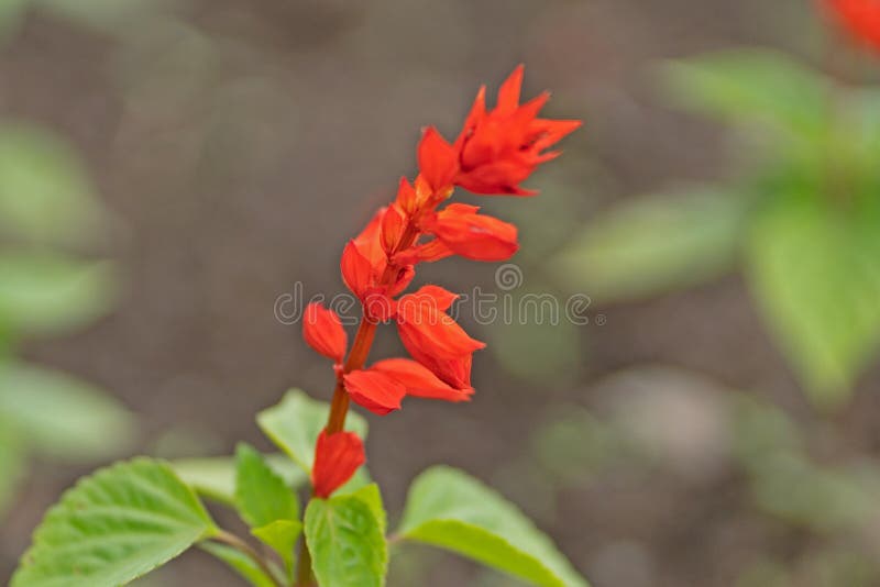 Foto da flor vermelha na planta de jardim fotografia de stock royalty free Foto da flor vermelha na planta de jardim fotografia de stock royalty free
