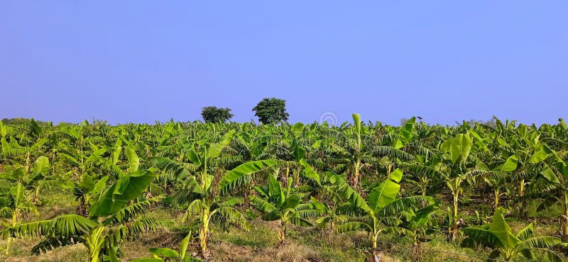 Banana plants may grow with varying degrees of success in diverse climatic conditions, but commercial banana plantations are primarily found in equatorial regions, in banana exporting countries. The four leading banana export countries worldwide are Ecuador, Costa Rica, Philippines, and Colombia. Now, the Indians are growing broad planting economically near the bank of Ganga river.
Banana plantations, as well as growing the fruit, may also package, process, and ship their product directly from the plantation to worldwide markets.
Production-related activities on a plantation may include cultivating and harvesting the fruit, transporting the picked bunches to a packing shed, hanging to ripen in large bunches, dividing large bunches into smaller market-friendly bunches, sorting, labeling, washing, drying, packing, boxing, storing, refrigeration, shipping, and marketing. Depending on the scope of the operation, other activities may include drying, food preparation, tourism, and market research. Banana plants may grow with varying degrees of success in diverse climatic conditions, but commercial banana plantations are primarily found in equatorial regions, in banana exporting countries. The four leading banana export countries worldwide are Ecuador, Costa Rica, Philippines, and Colombia. Now, the Indians are growing broad planting economically near the bank of Ganga river.
Banana plantations, as well as growing the fruit, may also package, process, and ship their product directly from the plantation to worldwide markets.
Production-related activities on a plantation may include cultivating and harvesting the fruit, transporting the picked bunches to a packing shed, hanging to ripen in large bunches, dividing large bunches into smaller market-friendly bunches, sorting, labeling, washing, drying, packing, boxing, storing, refrigeration, shipping, and marketing. Depending on the scope of the operation, other activities may include drying, food preparation, tourism, and market research.