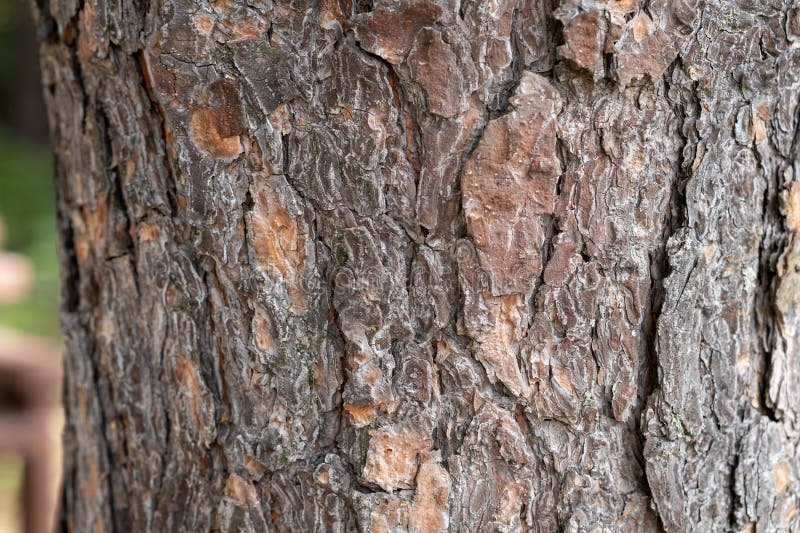 Foto de cierre del tronco de un árbol. hay un bosque en el fondo y espacio libre para el texto. la corteza del tronco está infectada de plagas. corteza destruida por el clima.