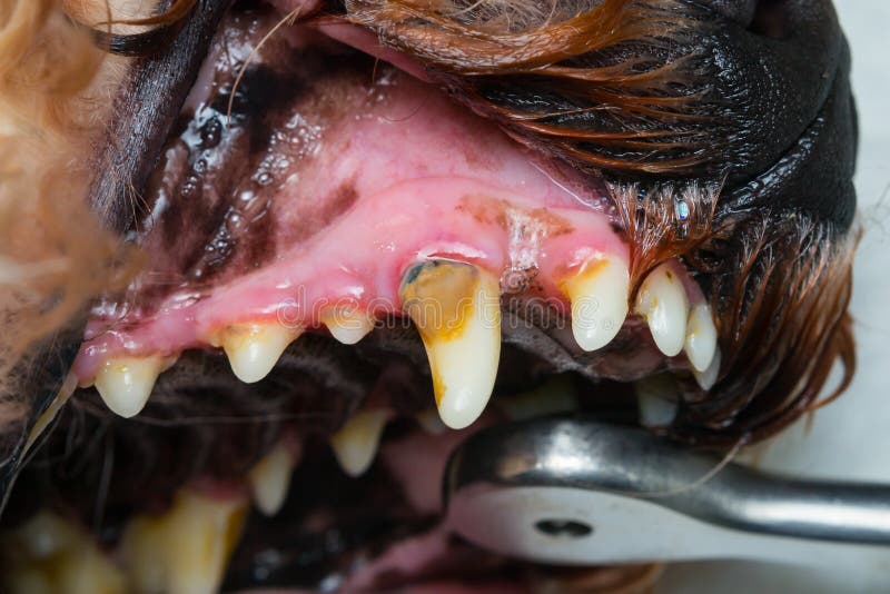 Foto de cierre de un diente de perro con tartar o placa bacteriana