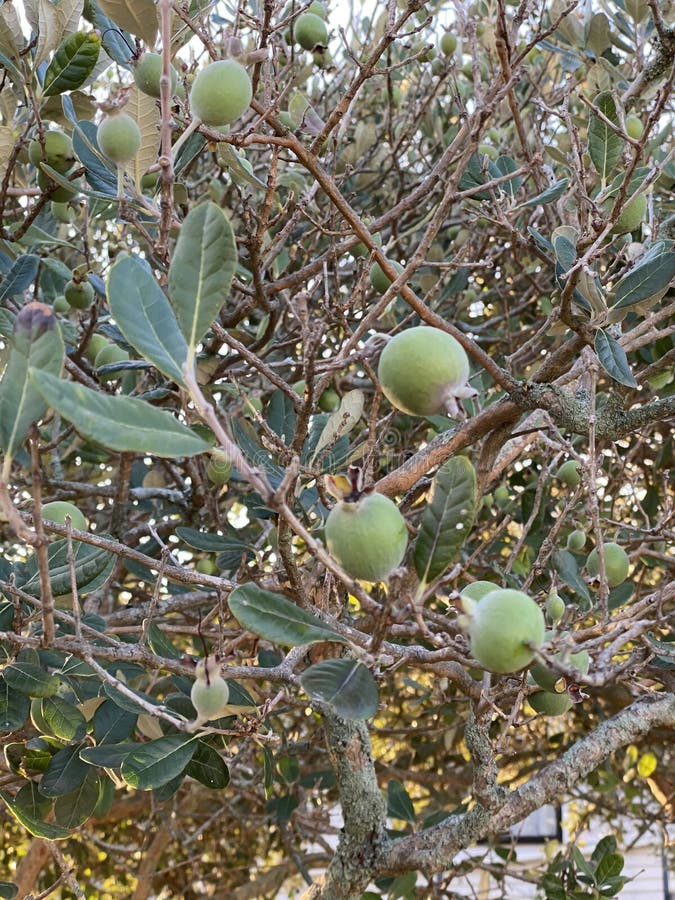Feijoa Acca Sellowiana - Piante Vere Da Esterno Da Frutto