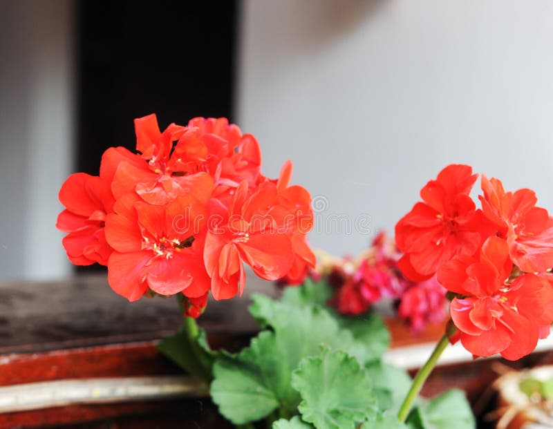 Foto De Flor De Lápide De Gerânio Vermelho Imagem de Stock - Imagem de  foto, nave: 214257415