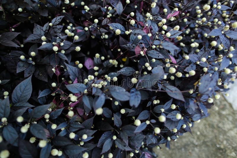 Foto De Fondo De Una Planta Con Hojas Moradas Y Flores Blancas Foto de archivo - Imagen de follaje, hermoso: 163306988 Foto De Fondo De Una Planta Con Hojas Moradas Y Flores Blancas Foto de archivo - Imagen de follaje, hermoso: 163306988