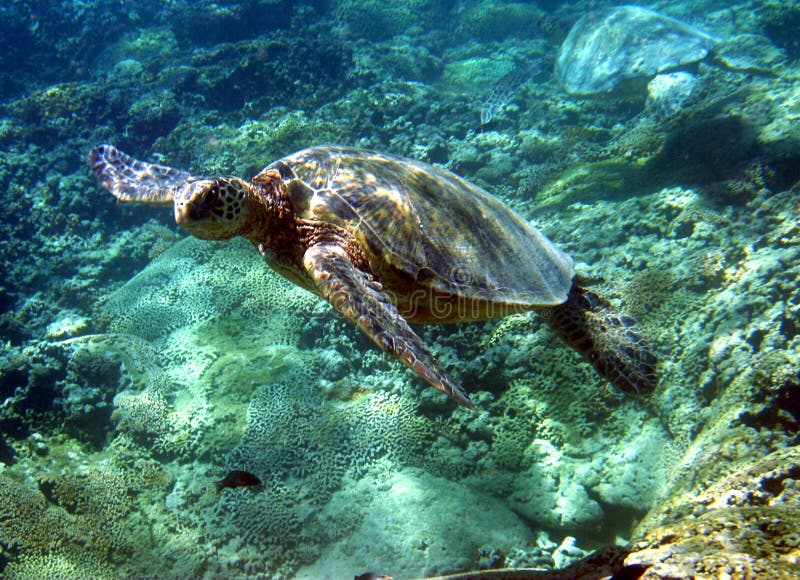 Foto de la tortuga de mar verde fotografía de archivo libre de regalías Foto de la tortuga de mar verde fotografía de archivo libre de regalías