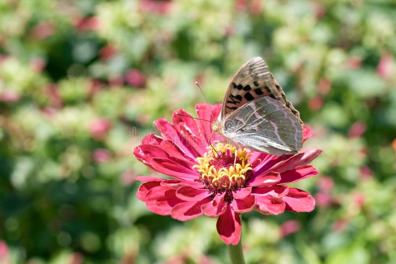 Foto de macro de una mariposa en una flor de verano imágenes de archivo libres de regalías