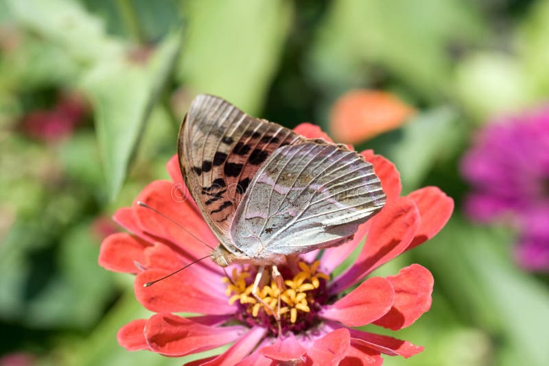 Foto de macro de una mariposa en una flor de verano foto de archivo