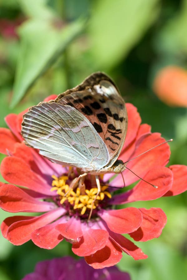 Foto de macro de una mariposa en una flor de verano imagen de archivo libre de regalías