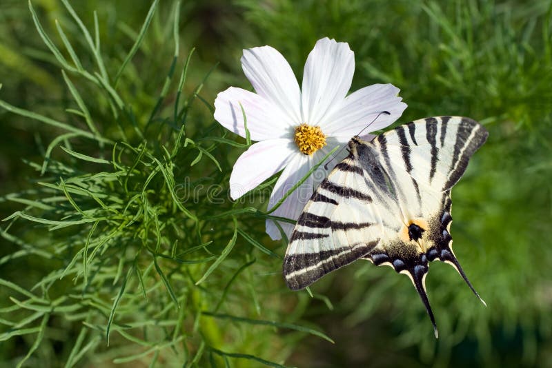 Foto de macro de una mariposa en una flor de verano fotos de archivo libres de regalías