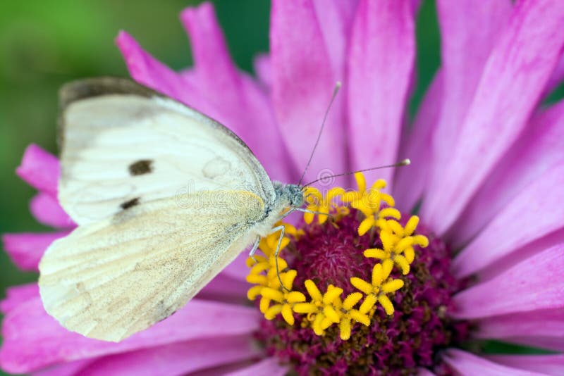 Foto de macro de una mariposa en una flor de verano fotos de archivo