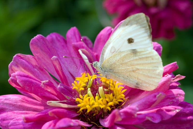 Foto de macro de una mariposa en una flor de verano fotos de archivo