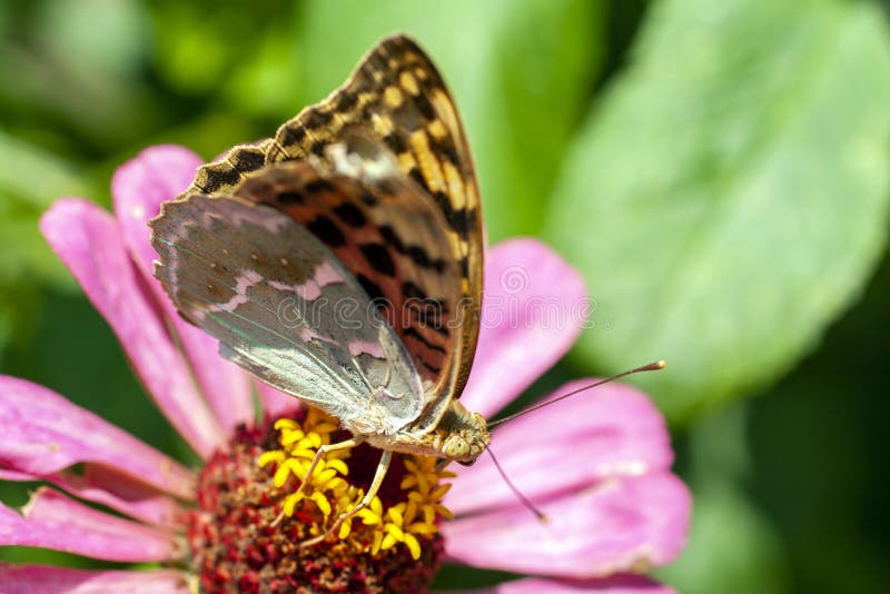 Foto de macro de una mariposa en una flor de verano fotografía de archivo