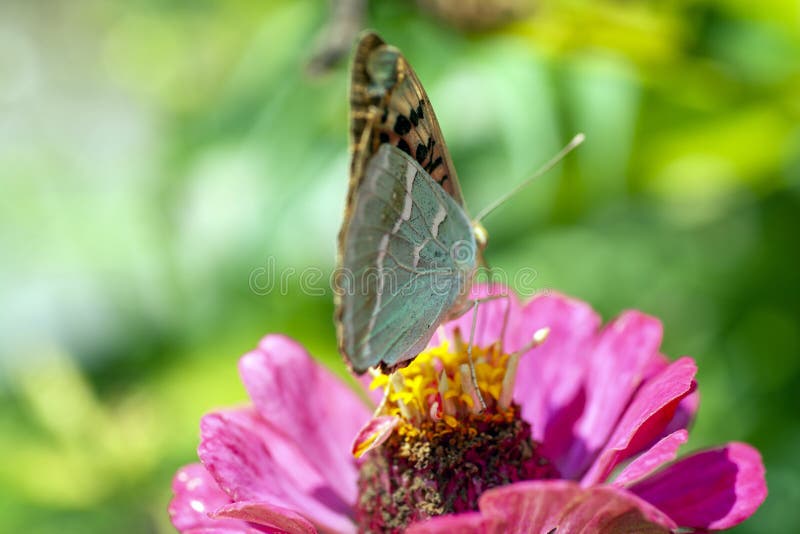 Foto de macro de una mariposa en una flor de verano imagenes de archivo
