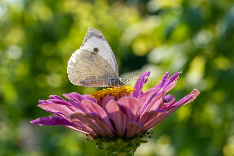 Foto de macro de una mariposa en una flor de verano imágenes de archivo libres de regalías