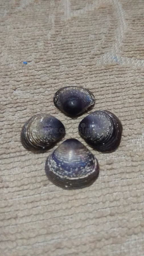 Foto de una oveja caracol negra fotografía de archivo