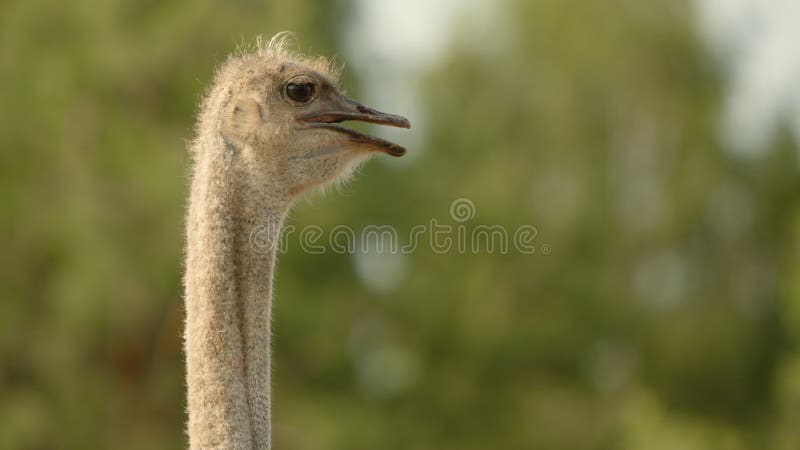 Foto de perfil de avestruz común con aspecto curioso con un zoológico de pico ligeramente abierto