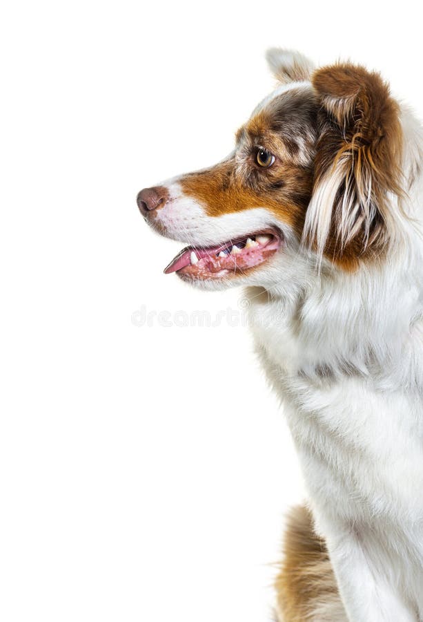 Cão Pastor Australiano Em Pé Diante De Um Fundo Branco Foto de Stock -  Imagem de corte, sozinho: 259976604