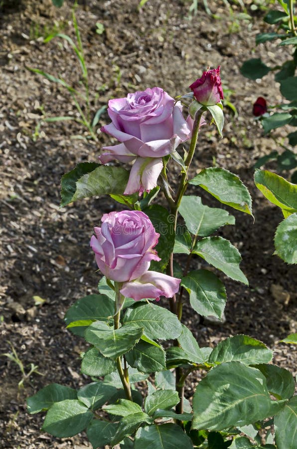 Foto De Um Arbusto De Rosa Com Cor Lilás Florescente Para Saudar Em Um  Parque Natural Imagem de Stock - Imagem de floral, sonho: 188864221