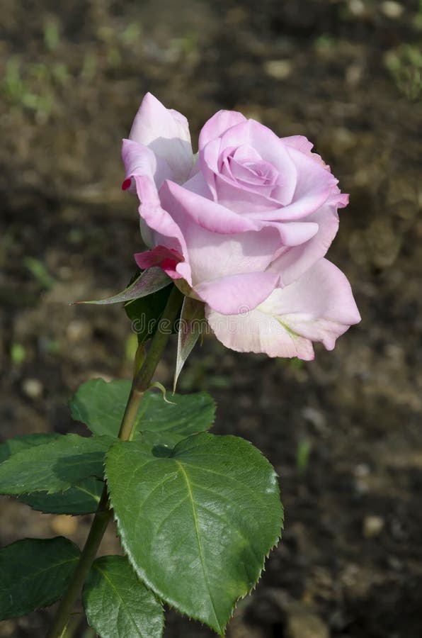 Foto De Um Arbusto De Rosa Com Cor Lilás Florescente Para Saudar Em Um  Parque Natural Imagem de Stock - Imagem de botânica, parque: 188864225