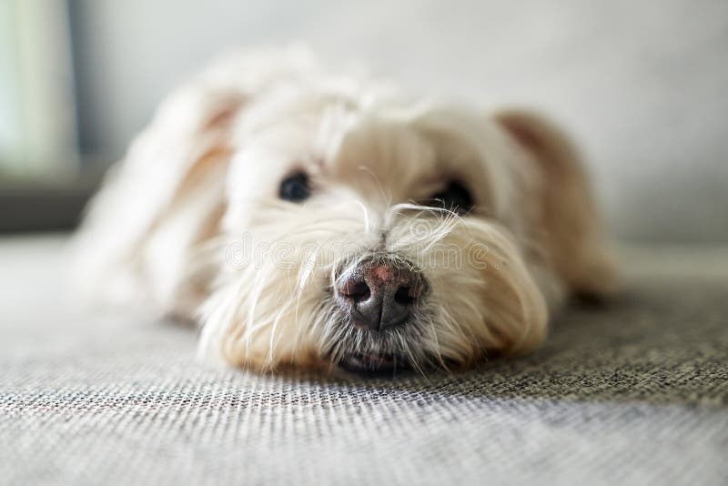 Foto de um cão branco engraçado deitado no sofá foto de stock royalty free