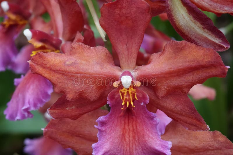 Foto De Um Florescente Orquídeo Wildcat Vermelho Colmanara Imagem de Stock  - Imagem de folhas, macro: 189906983