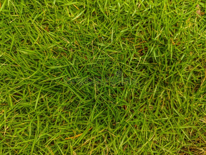 Foto de um gramado verde no jardim foto de stock royalty free