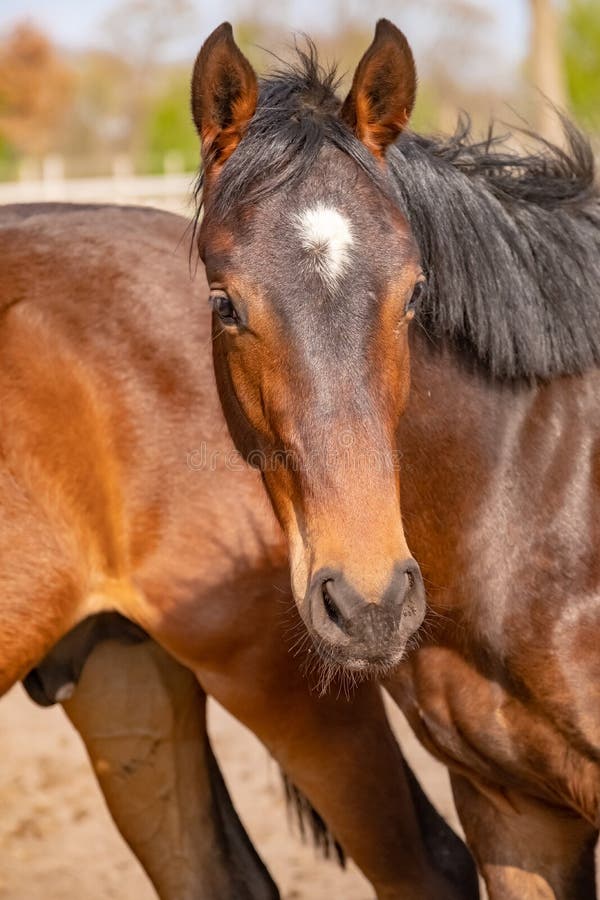 Foto de Frente Da Cabeça De Cavalo e mais fotos de stock de Cavalo