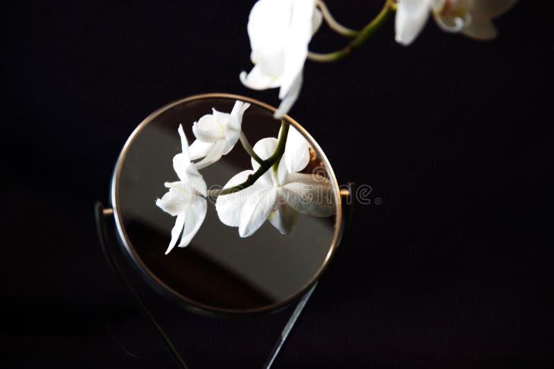 Foto de uma orquídea branca imagens de stock royalty free Foto de uma orquídea branca imagens de stock royalty free