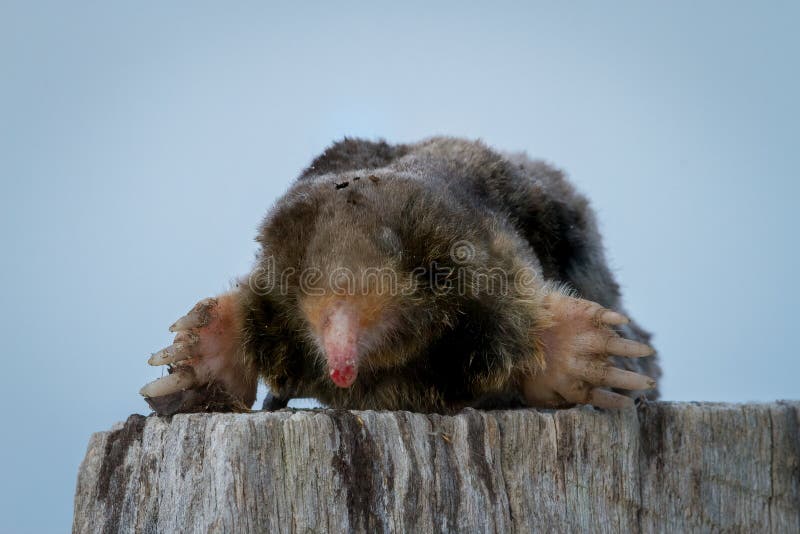 Rato Mole Ou Rato De Bambu Grande No Jardim Foto de Stock - Imagem