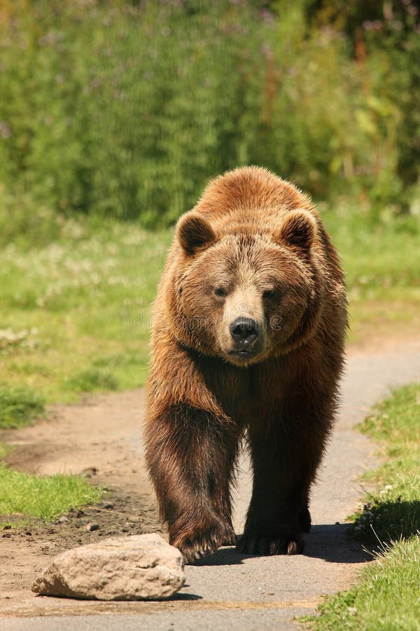 Foto de un oso de Brown europeo