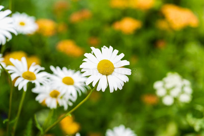 Foto dei fiori bianchi contro un fondo dell'erba nel fuoco molle fotografie stock Foto dei fiori bianchi contro un fondo dell'erba nel fuoco molle fotografie stock