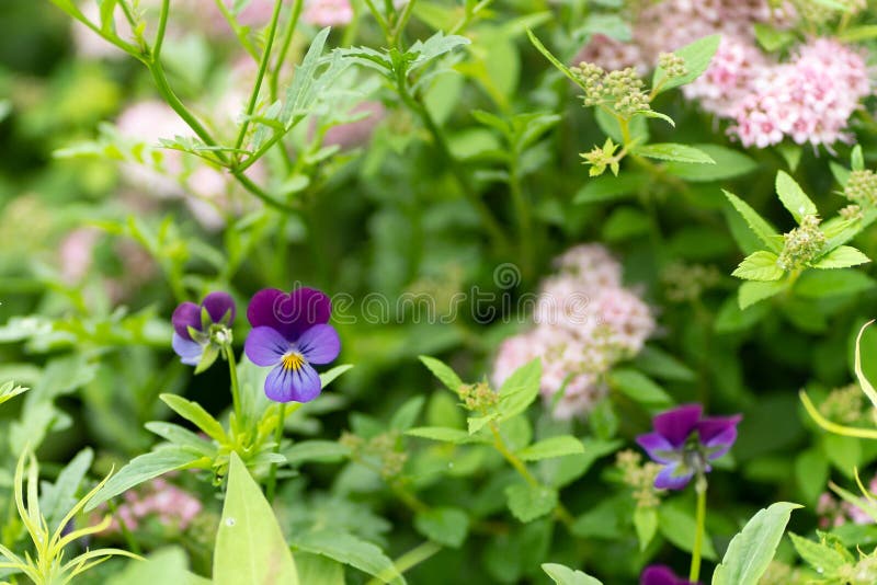 Foto dei fiori porpora contro il fondo delle foglie immagini stock libere da diritti Foto dei fiori porpora contro il fondo delle foglie immagini stock libere da diritti