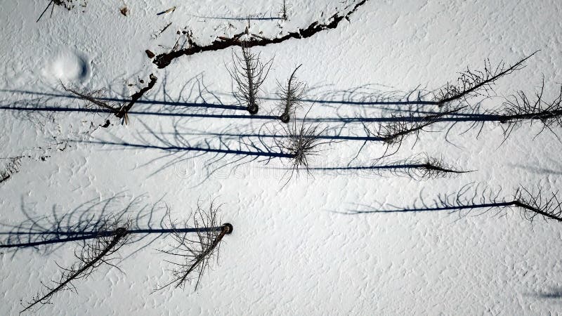 Aerial view of tree shadows in the snow in the late afternoon Colorado mountains. Aerial view of tree shadows in the snow in the late afternoon Colorado mountains