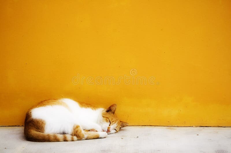 Foto del gato - gatito soñoliento fotos de archivo