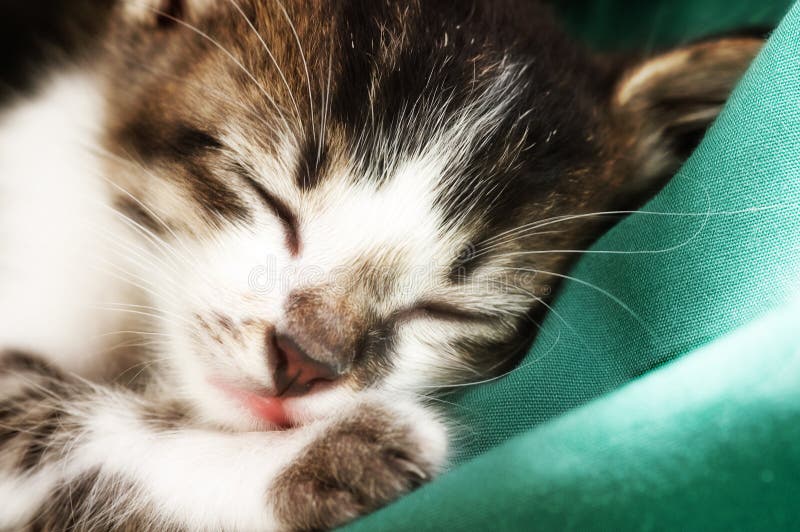 Foto del gatto - addormentato sano