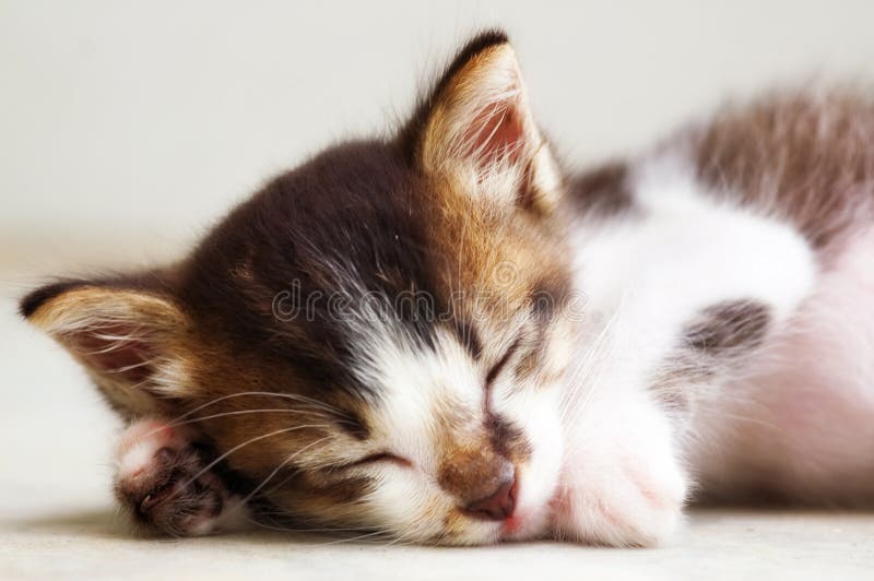 Foto del gatto - gattino di sonno