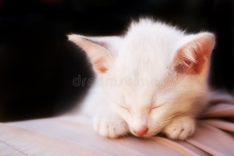 Foto del gatto - sonno angelico 2 - priorità bassa nera