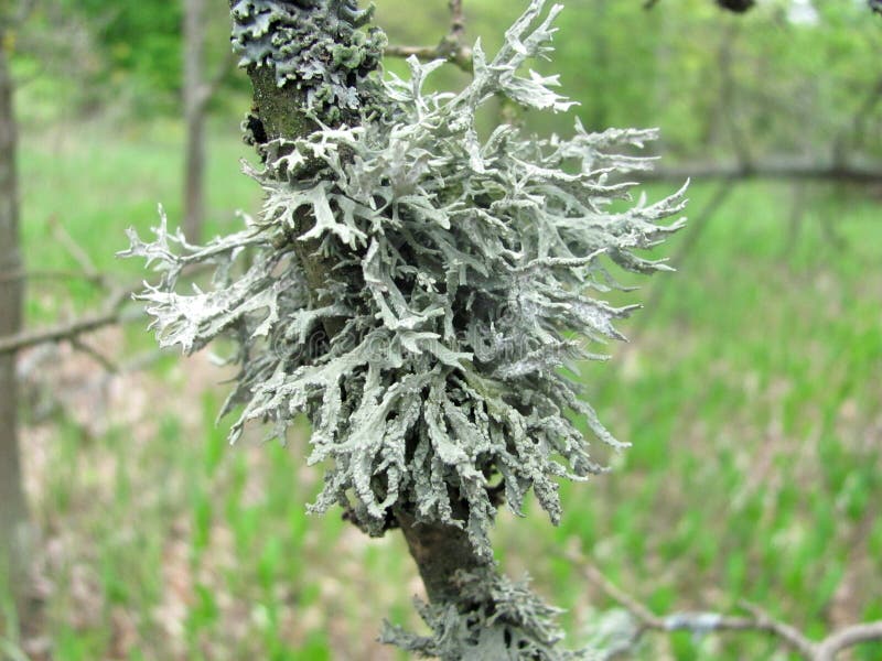 foto del lichene - un pezzo di ramo di albero, coperto di lichene fotografie stock libere da diritti foto del lichene - un pezzo di ramo di albero, coperto di lichene fotografie stock libere da diritti