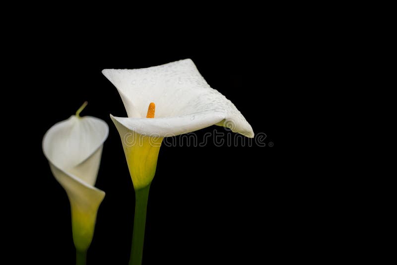 Foto del primer de las flores blancas de la cala mojadas con lluvia Aislado en negro fotografía de archivo libre de regalías Foto del primer de las flores blancas de la cala mojadas con lluvia Aislado en negro fotografía de archivo libre de regalías