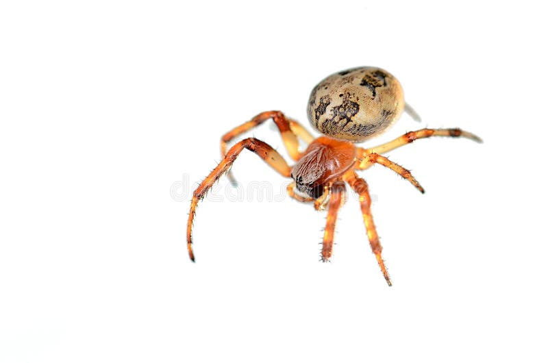 Foto del primer de una araña imagen de archivo Foto del primer de una araña imagen de archivo