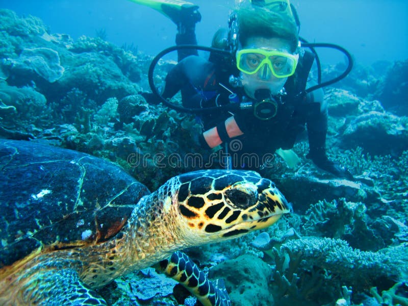 Foto del primer de una tortuga y de un buceador de las mujeres jovenes El buceador está mirando adelante La tortuga está en prime imagen de archivo Foto del primer de una tortuga y de un buceador de las mujeres jovenes El buceador está mirando adelante La tortuga está en prime imagen de archivo
