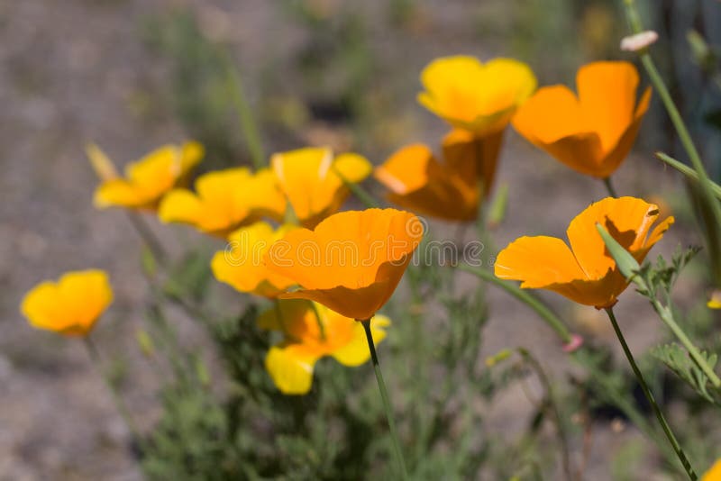 Foto del primo piano dei fiori gialli del margherita-campo fotografia stock Foto del primo piano dei fiori gialli del margherita-campo fotografia stock
