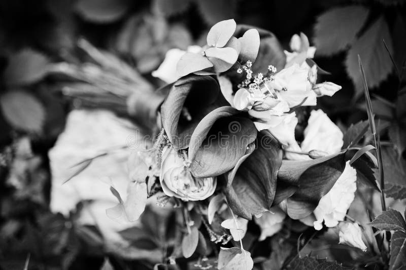 Foto del primo piano di un mazzo di nozze fatto dal lilie porpora della calla immagine stock libera da diritti Foto del primo piano di un mazzo di nozze fatto dal lilie porpora della calla immagine stock libera da diritti