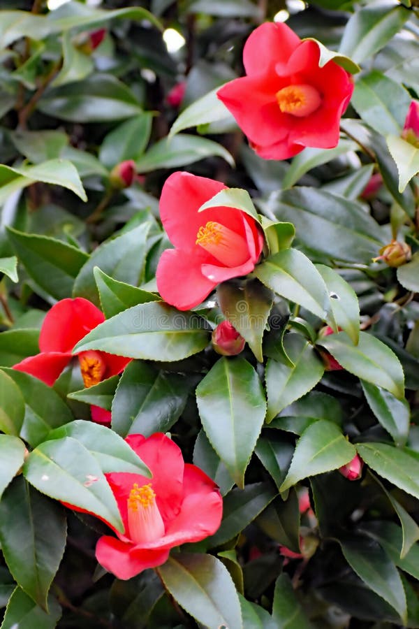 Foto del sasanqua della camelia di Natale, arbusto di fioritura di inverno rosso fotografia stock Foto del sasanqua della camelia di Natale, arbusto di fioritura di inverno rosso fotografia stock