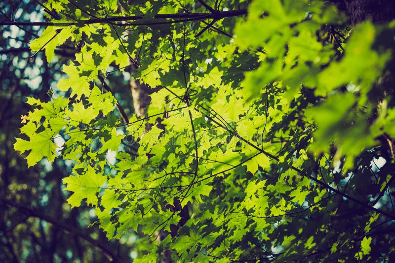 Foto del vintage del fondo abstracto de las ramas de árbol verdes imagen de archivo Foto del vintage del fondo abstracto de las ramas de árbol verdes imagen de archivo